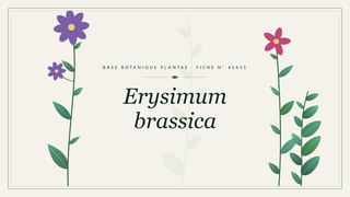 Planche botanique stylisée d’Erysimum brassica