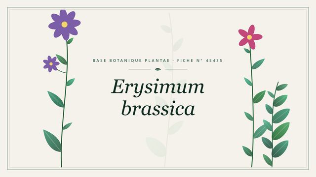 Erysimum brassica : fiche descriptive et taxonomie Planche botanique stylisée d’Erysimum brassica
