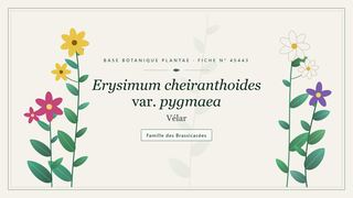 Planche botanique stylisée d’Erysimum cheiranthoides var. pygmaea (Vélar), famille des Brassicacées