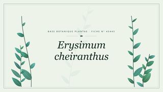 Planche botanique stylisée d’Erysimum cheiranthus