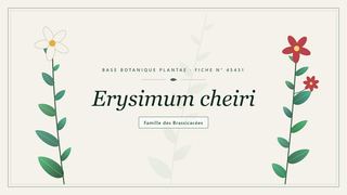 Planche botanique stylisée d’Erysimum cheiri, famille des Brassicacées