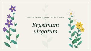 Planche botanique stylisée d’Erysimum virgatum