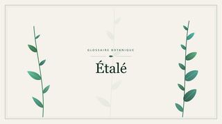 Illustration botanique stylisée du terme « Étalé » du glossaire
