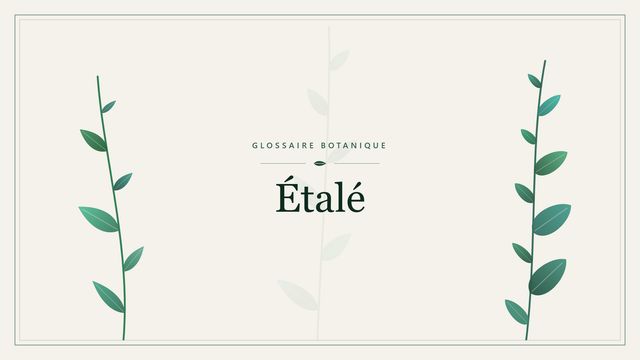 Étalé : comment s'y retrouver Illustration botanique stylisée du terme « Étalé » du glossaire