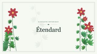 Illustration botanique stylisée du terme « Étendard » du glossaire