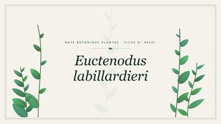 Planche botanique stylisée d’Euctenodus labillardieri