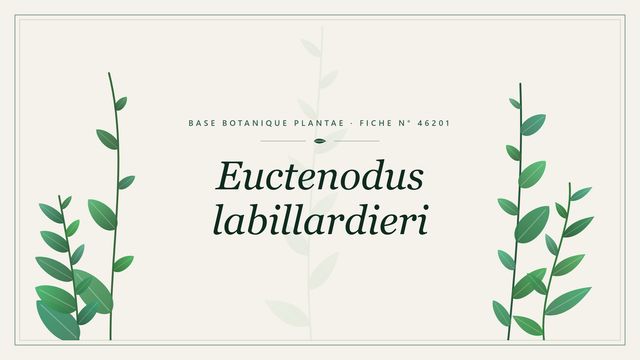 Euctenodus labillardieri : fiche descriptive et taxonomie Planche botanique stylisée d’Euctenodus labillardieri
