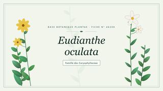 Planche botanique stylisée d’Eudianthe oculata, famille des Caryophyllaceae