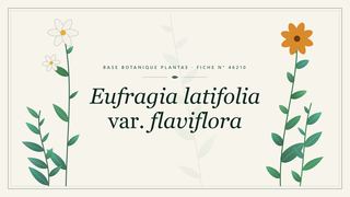 Planche botanique stylisée d’Eufragia latifolia var. flaviflora