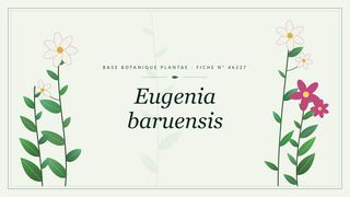 Planche botanique stylisée d’Eugenia baruensis