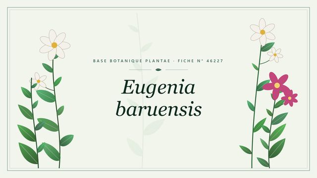 Eugenia baruensis : description, culture et usages ornementaux Planche botanique stylisée d’Eugenia baruensis