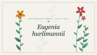 Planche botanique stylisée d’Eugenia hurlimannii