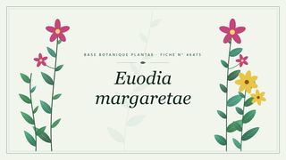Planche botanique stylisée d’Euodia margaretae