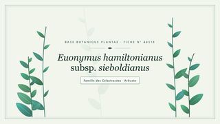 Planche botanique stylisée d’Euonymus hamiltonianus subsp. sieboldianus, famille des Célastracées