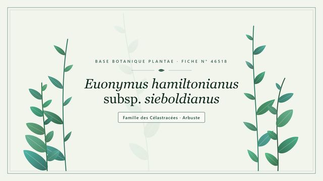 Euonymus hamiltonianus subsp. sieboldianus Planche botanique stylisée d’Euonymus hamiltonianus subsp. sieboldianus, famille des Célastracées