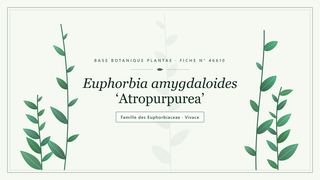 Planche botanique stylisée d’Euphorbia amygdaloides ‘Atropurpurea’, famille des Euphorbiaceae