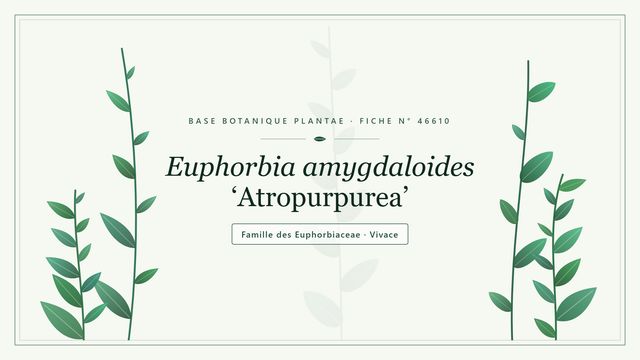 Euphorbia amygdaloides atropurpurea Planche botanique stylisée d’Euphorbia amygdaloides ‘Atropurpurea’, famille des Euphorbiaceae
