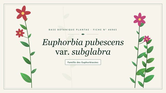 Euphorbe pubescente presque glabre, une variété des milieux humides Planche botanique stylisée d’Euphorbia pubescens var. subglabra, famille des Euphorbiacées