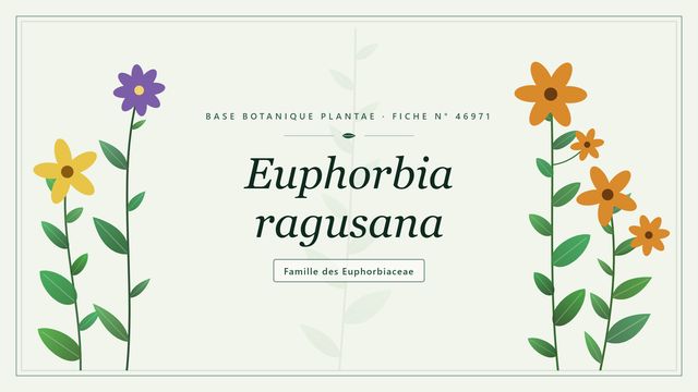 Euphorbia ragusana : l'euphorbe des falaises dalmates Planche botanique stylisée d’Euphorbia ragusana, famille des Euphorbiaceae