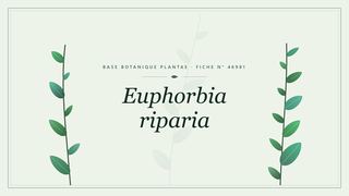Planche botanique stylisée d’Euphorbia riparia