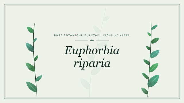 Euphorbia riparia : fiche descriptive et taxonomie Planche botanique stylisée d’Euphorbia riparia