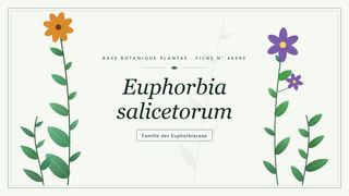 Planche botanique stylisée d’Euphorbia salicetorum, famille des Euphorbiaceae