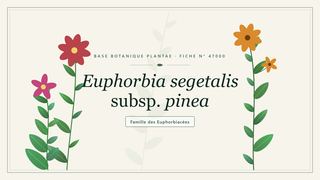 Planche botanique stylisée d’Euphorbia segetalis subsp. pinea, famille des Euphorbiacées