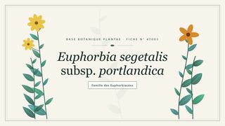 Planche botanique stylisée d’Euphorbia segetalis subsp. portlandica, famille des Euphorbiacées