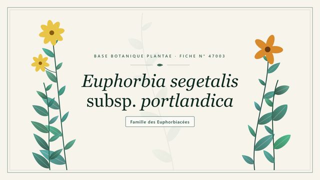 Euphorbia segetalis subsp. portlandica Planche botanique stylisée d’Euphorbia segetalis subsp. portlandica, famille des Euphorbiacées