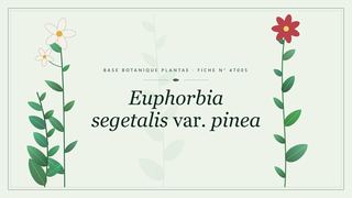 Planche botanique stylisée d’Euphorbia segetalis var. pinea