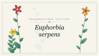 Planche botanique stylisée d’Euphorbia serpens