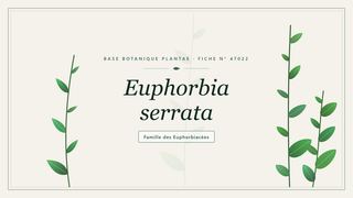 Planche botanique stylisée d’Euphorbia serrata, famille des Euphorbiacées