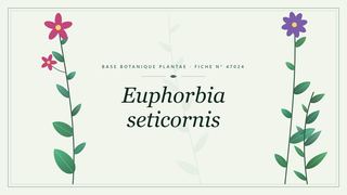 Planche botanique stylisée d’Euphorbia seticornis