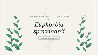 Planche botanique stylisée d’Euphorbia sparrmanii, famille des Euphorbiacées