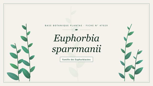 Euphorbia sparrmanii : points clés Planche botanique stylisée d’Euphorbia sparrmanii, famille des Euphorbiacées