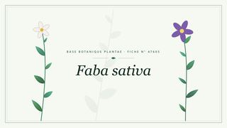 Planche botanique stylisée de Faba sativa