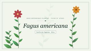 Planche botanique stylisée de Fagus americana, famille des Fagaceae