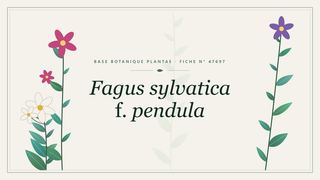 Planche botanique stylisée de Fagus sylvatica f. pendula
