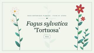 Planche botanique stylisée de Fagus sylvatica ‘Tortuosa’