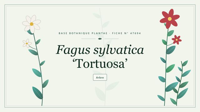 Fagus sylvatica tortuosa : ce qu'il faut savoir Planche botanique stylisée de Fagus sylvatica ‘Tortuosa’