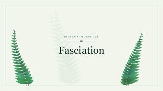 Illustration botanique stylisée du terme « Fasciation » du glossaire