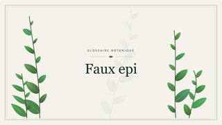 Illustration botanique stylisée du terme « Faux epi » du glossaire