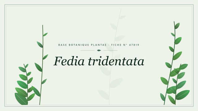 Fedia tridentata : fiche descriptive et taxonomie Planche botanique stylisée de Fedia tridentata