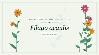 Planche botanique stylisée de Filago acaulis, famille des Astéracées