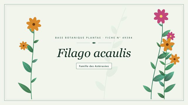 Filago acaulis, une petite annuelle laineuse sans tige Planche botanique stylisée de Filago acaulis, famille des Astéracées