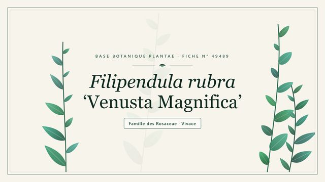 Filipendula rubra venusta magnifica Planche botanique stylisée de Filipendula rubra ‘Venusta Magnifica’, famille des Rosaceae