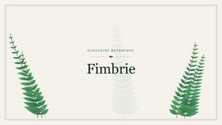 Illustration botanique stylisée du terme « Fimbrie » du glossaire