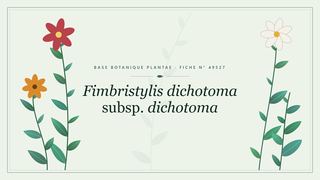 Planche botanique stylisée de Fimbristylis dichotoma subsp. dichotoma