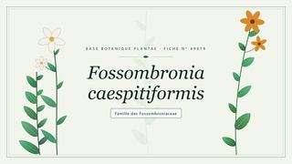 Planche botanique stylisée de Fossombronia caespitiformis, famille des Fossombroniaceae