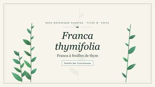 Planche botanique stylisée de Franca thymifolia (Franca à feuilles de thym), famille des Cunoniaceae